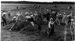 Тумликасси ĕçченĕсем тăван колхоз уй-хирĕнче утă пуçтараççĕ. 1955-1956 çулсем. 